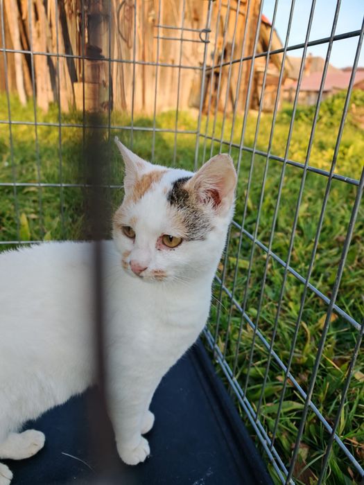 Pisici sterilizate, deparazitate si vaccinate