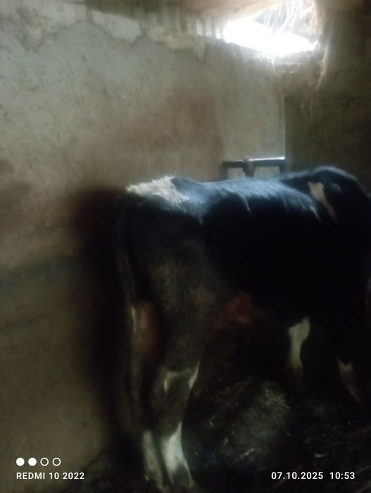 Vănd taur de 6 luni și două vițele una are 3 luni și cealată o lună