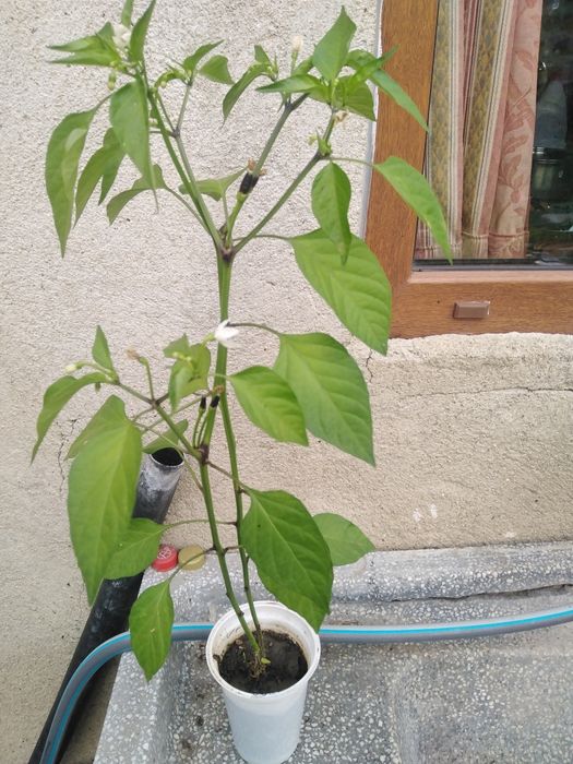 Лечебна КАЛИЗИЯ, Люти чушки дръвче в съксия, Каланхое, Семен