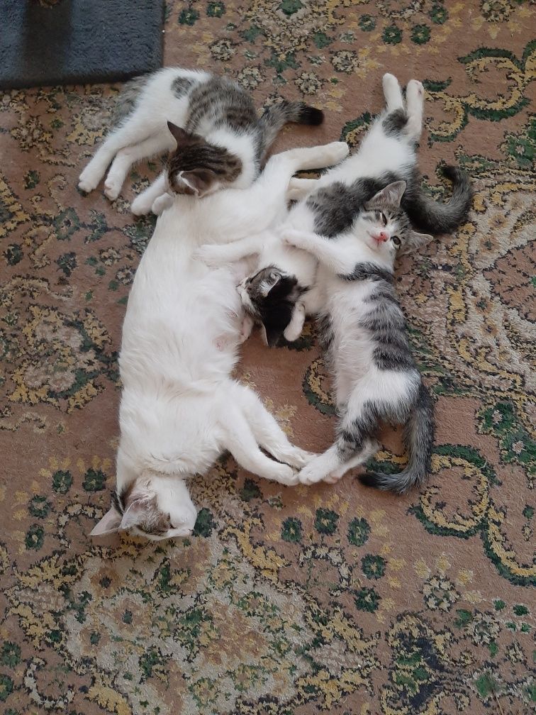 котята бесплатно в хорошие руки