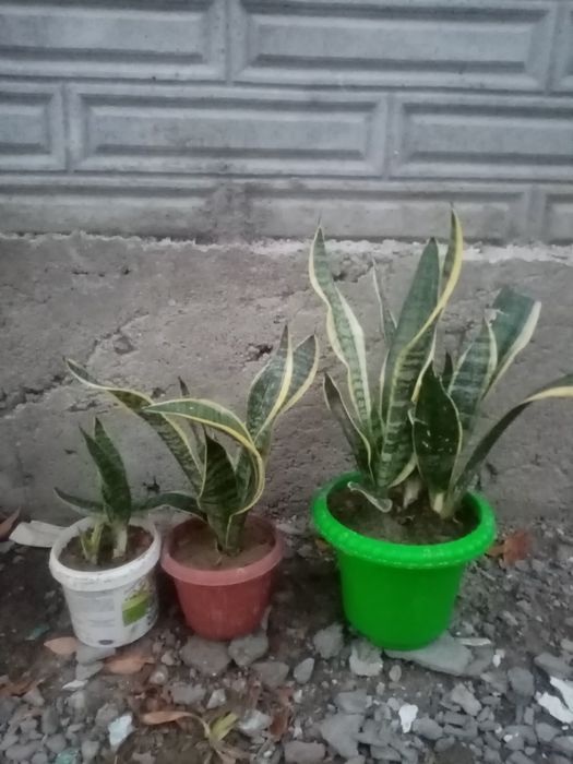 Комнотные цветы  разные