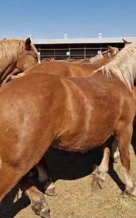 Крупные кобылы. Литовские Тяжеловозы