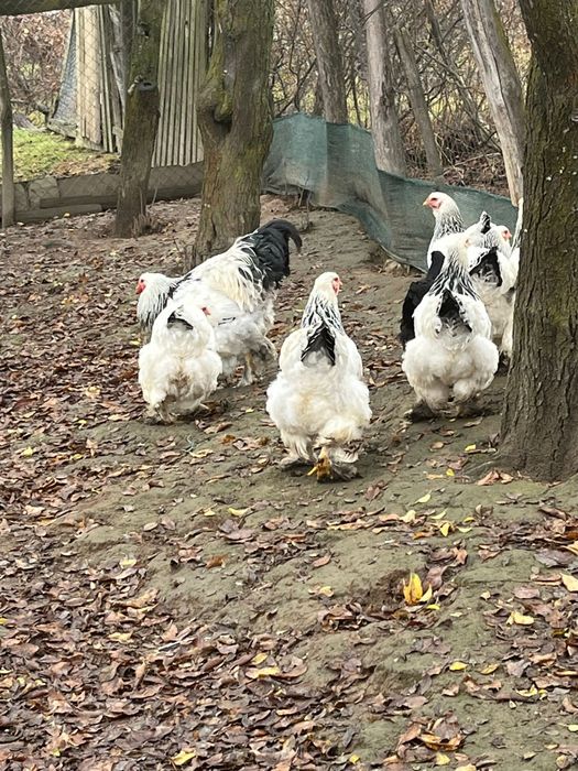 Brahma herminat deschis