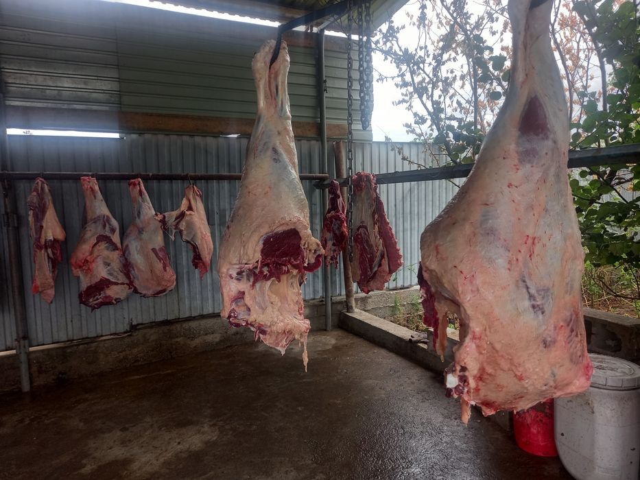 Оптом бычок/Соғым/оптом мясо/согым/халал ет/мясо/говядина/бык/конина