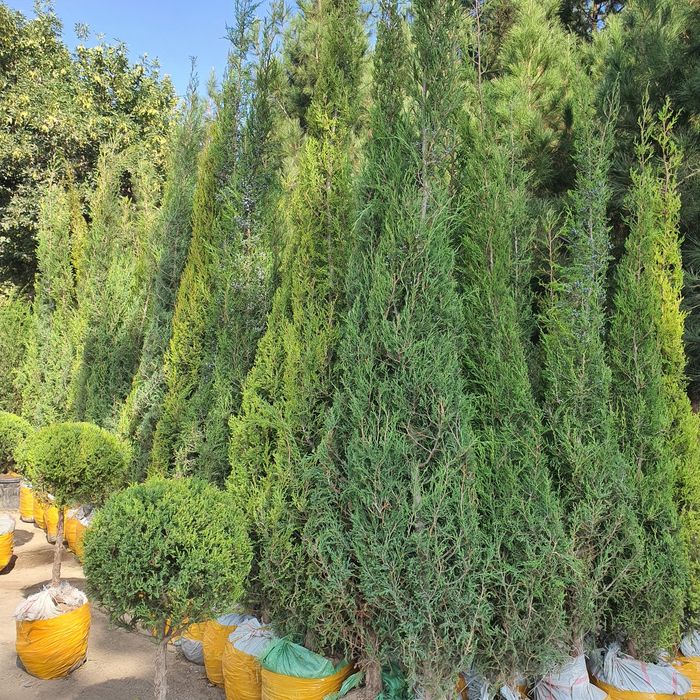 Мажвеник Стрижка арча archa оптом нархда