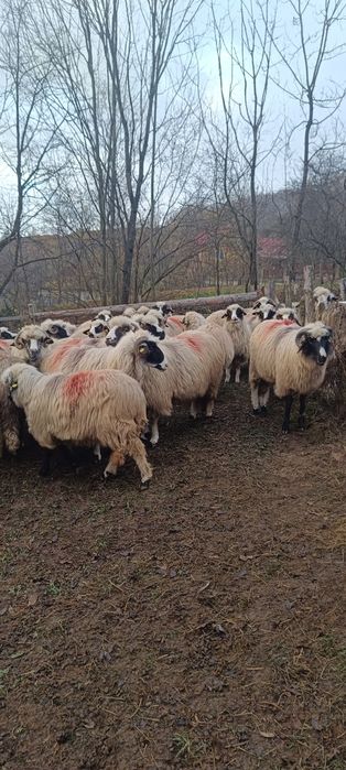 De vânzare oi și câini