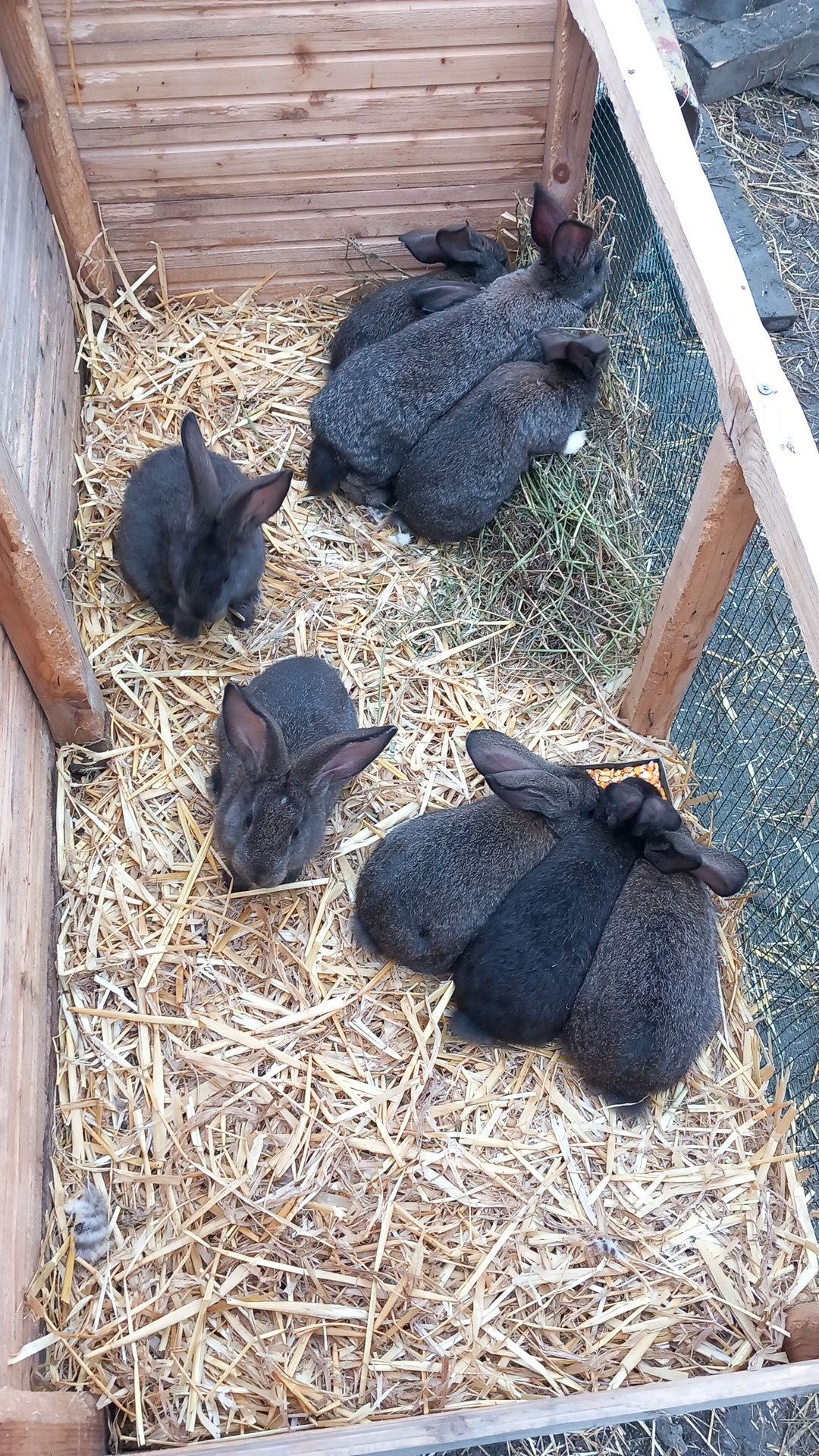 Iepuri metis uriaș german, în vârstă de o luna și câteva săptămâni