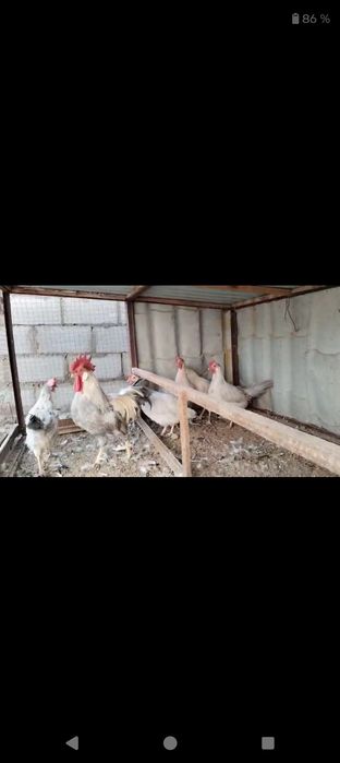 Итальянские несушки. Изабелла