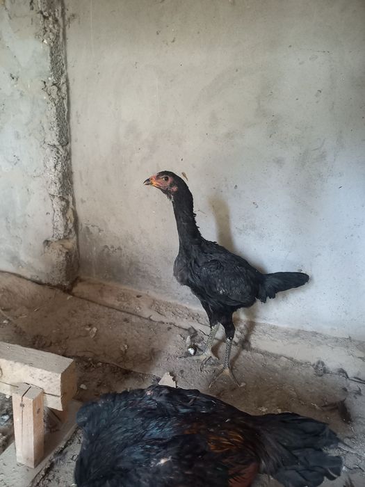 Жужала сотилади жуп