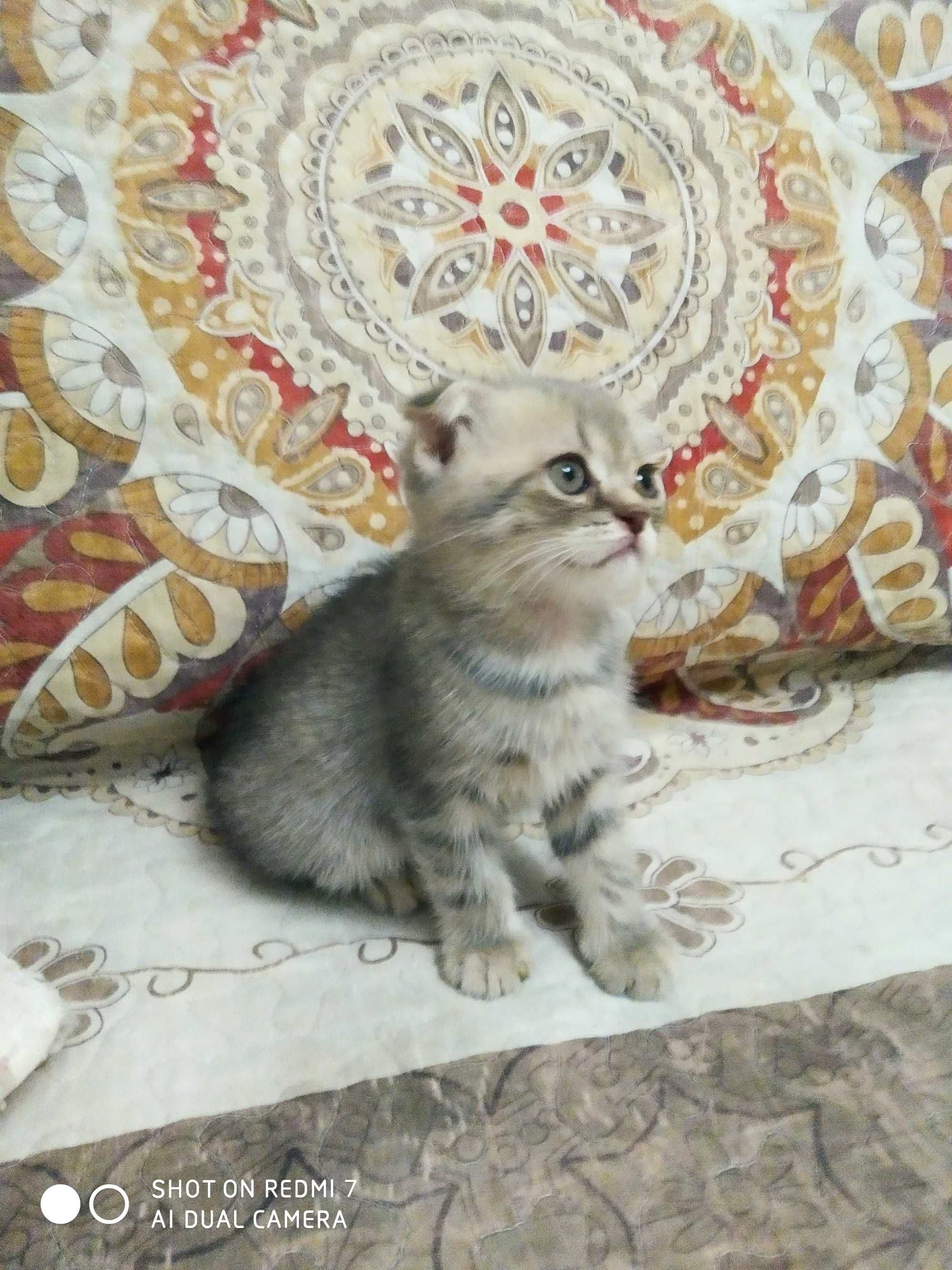 Продам породистых котят