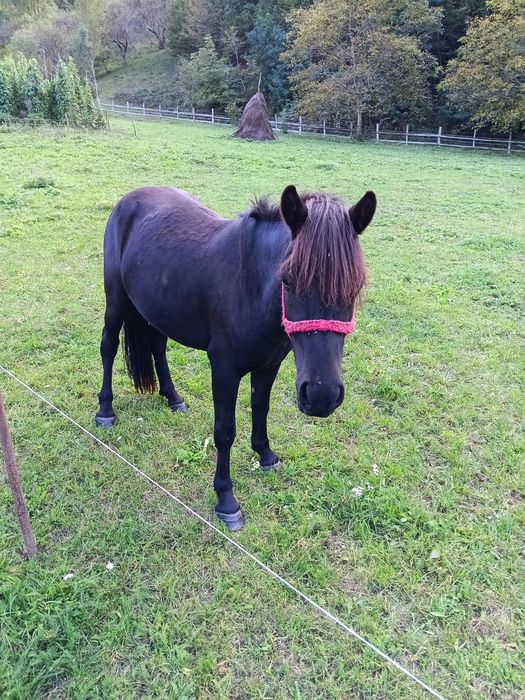 Ponei de vanzare - ideal pentru copii!