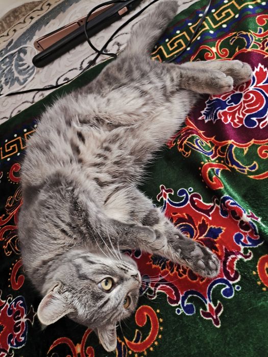 Кошка в хорошие руки