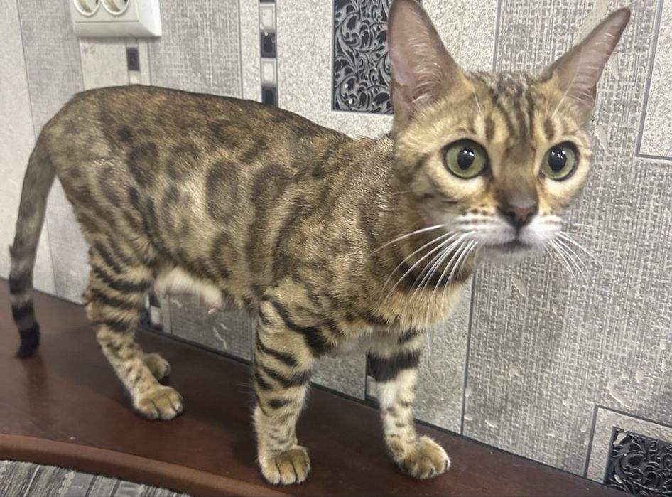 Бенгальская кошка