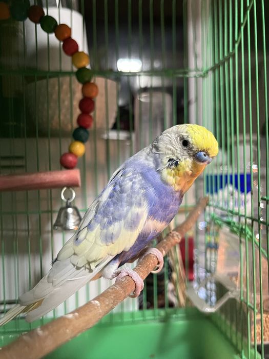 попугай радужного окраса,, породы волнистый попугай,, в хорошие руки