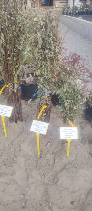 puieți de salcâm pentru împădurirea terenurilor degradate, agricole