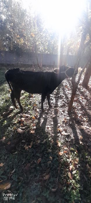 Gunojin sotladi soglom