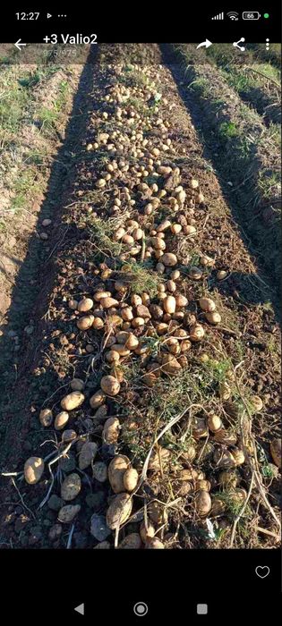 Продавам картофи сорт Сорая