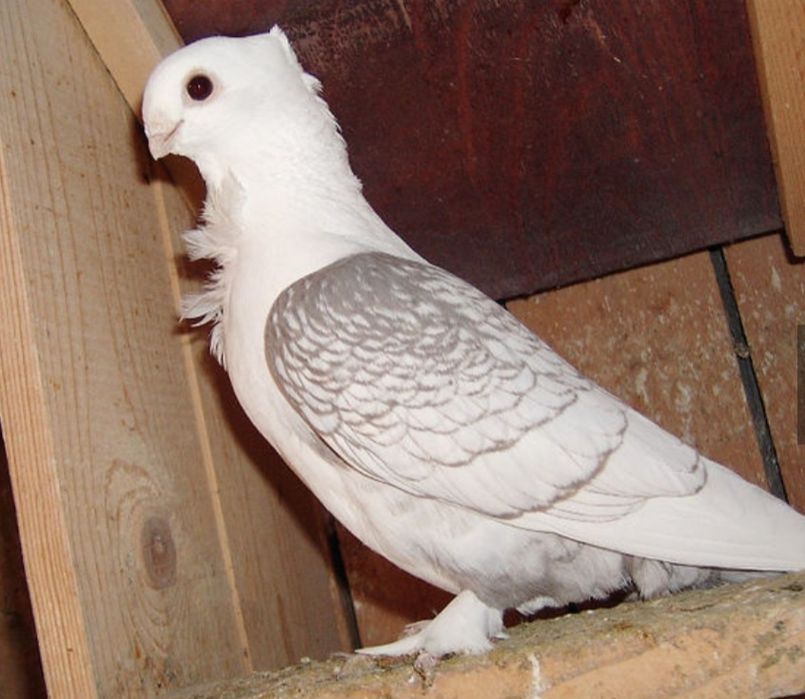 De vânzare o pereche de misirli