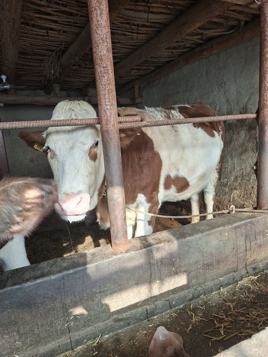 Bitta buqa bitta hunajin sotiladi semental