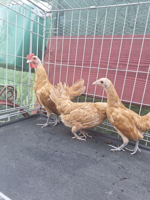 Sebright disponibili