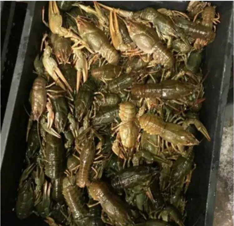 Продам живого речного рака