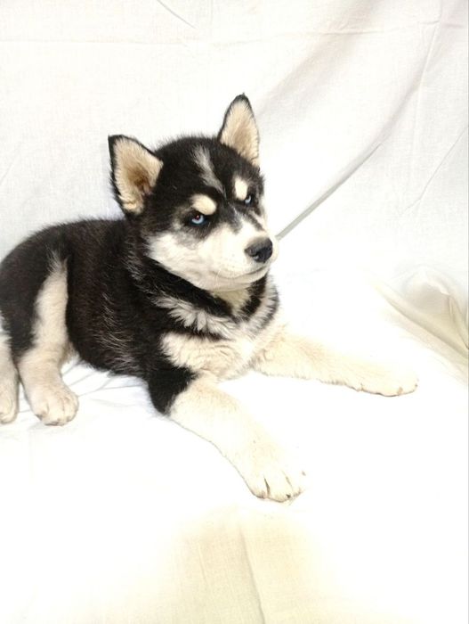 Продаются чистопородные щенки хаски