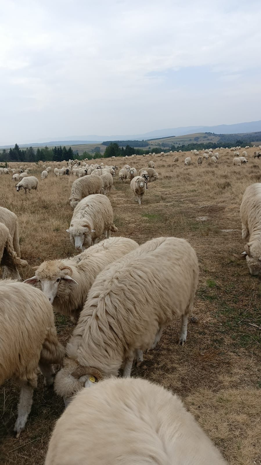 Vand sau schimb cu tractor sau auto stramioare bâle