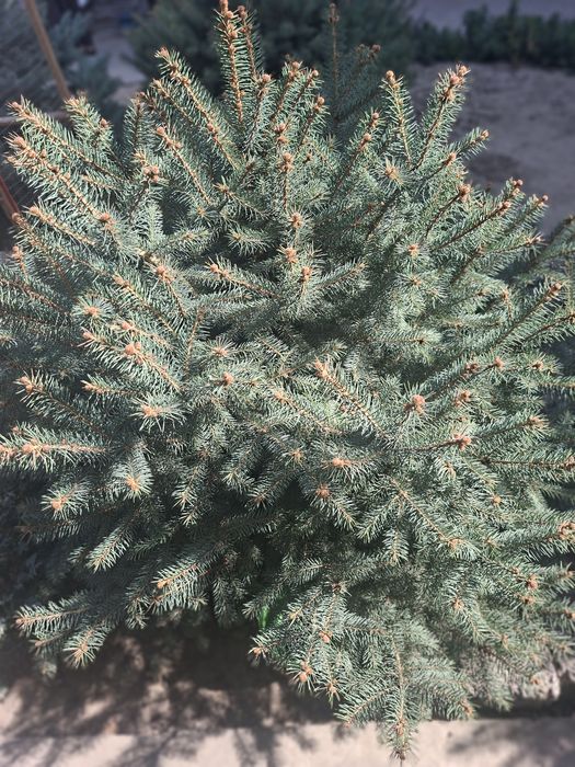 Голубой ель для сада