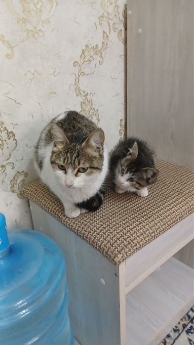 Mushuk ona bola tekinga