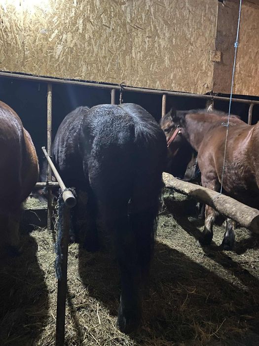 Hărmasar de vanzare