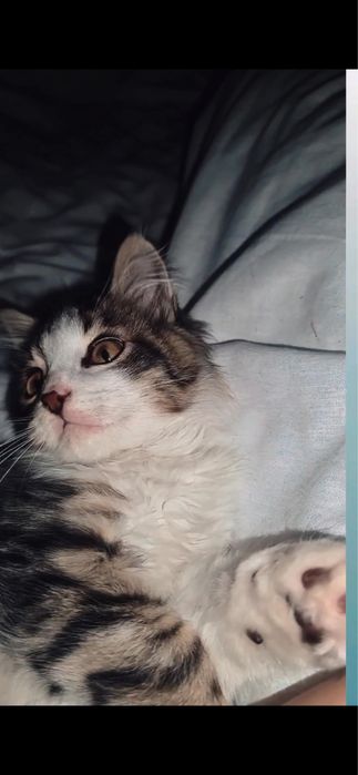 Подарявам малко коте