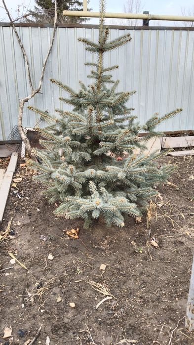 Продам ёлки с Казани