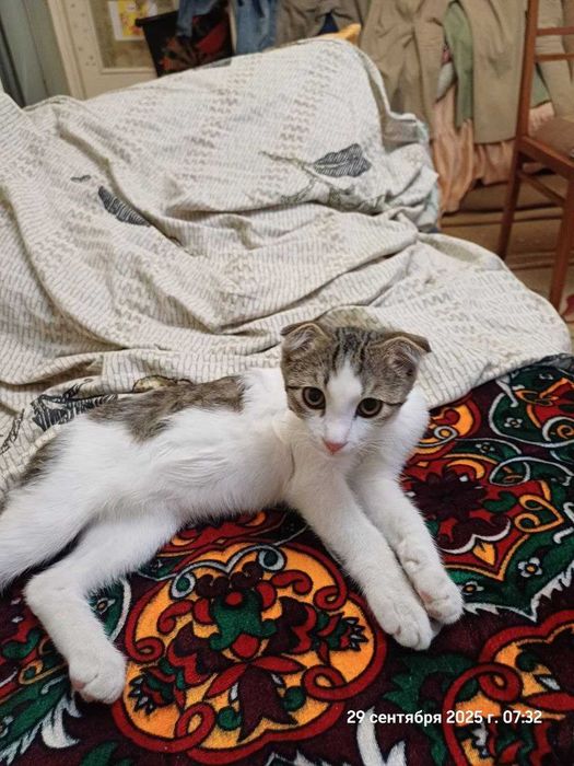 Отдам даром котенка мальчик