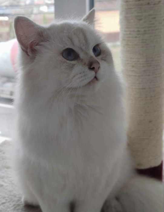 Motan de 2 ani, blăniță lungă, ochi albaștri