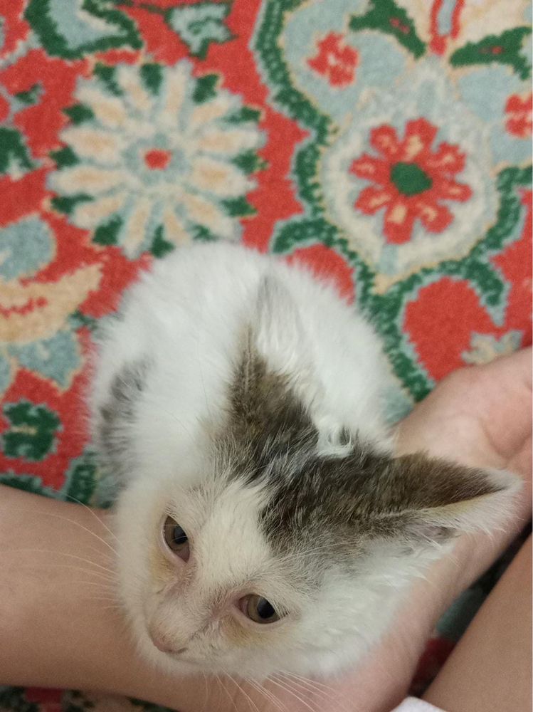 Котенок ищет хозяев
