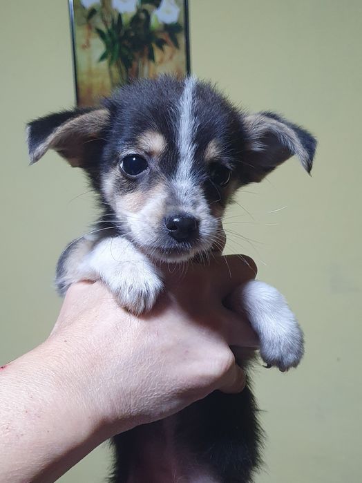 Подарявам сладки кученца