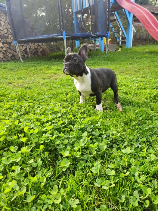 Femelă Bulldog Francez