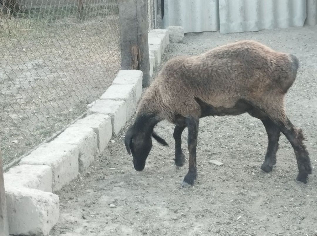 Продам барана матку