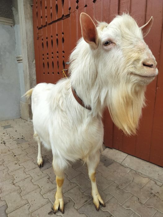 Capre și tap de vanzare