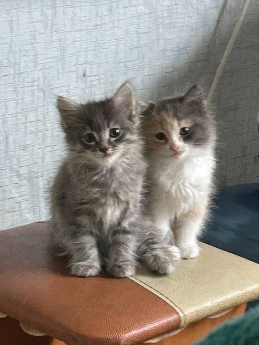 Две крошки котята