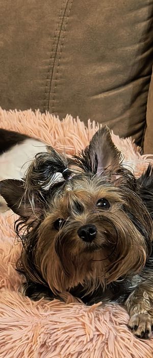 Мини Йорки на 2г.