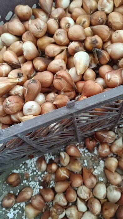 қызғалдақ тұқымы