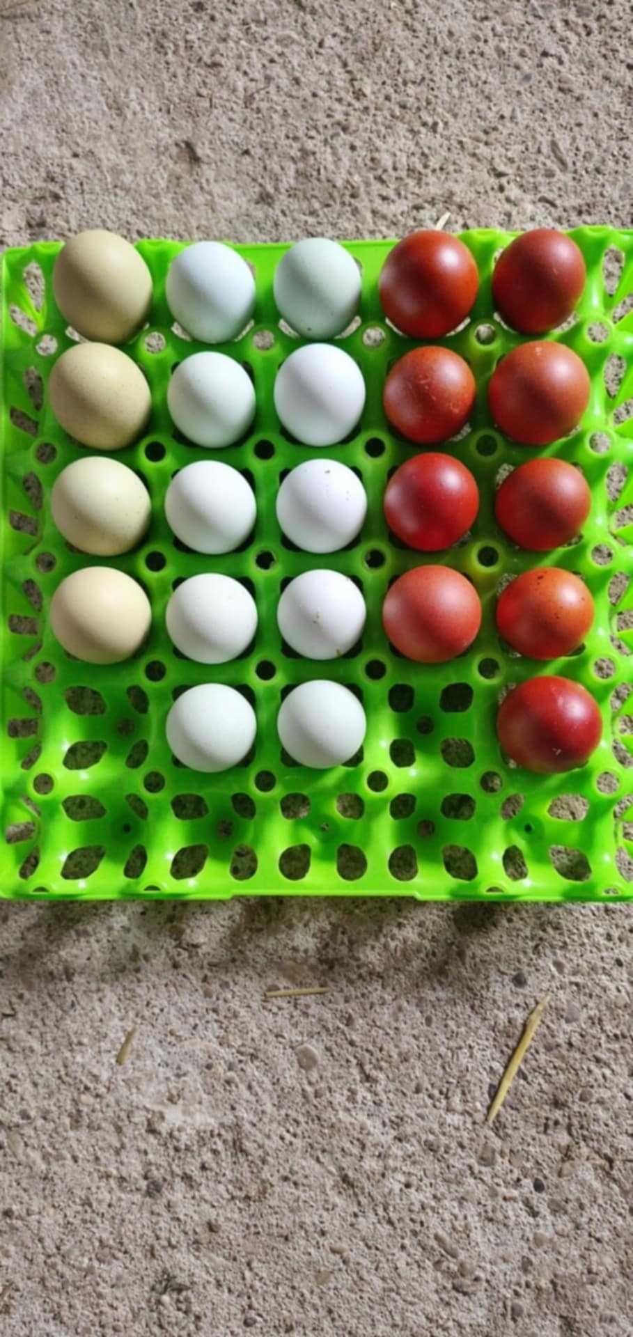 Găini de Rasă Marans Flori Suedeze
