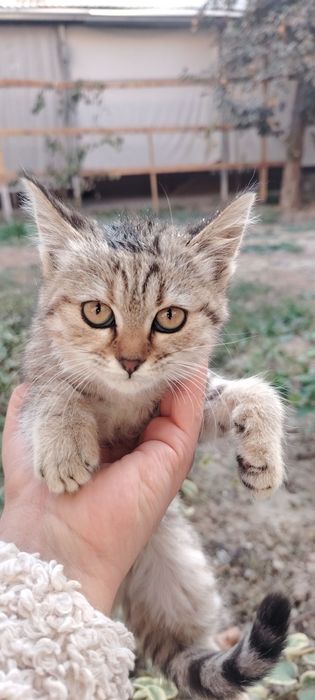 Кошка породистая