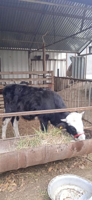 Miki maus buqacha sotiladi narxi 12.300 .