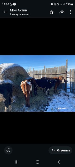 Прошлогодние телята