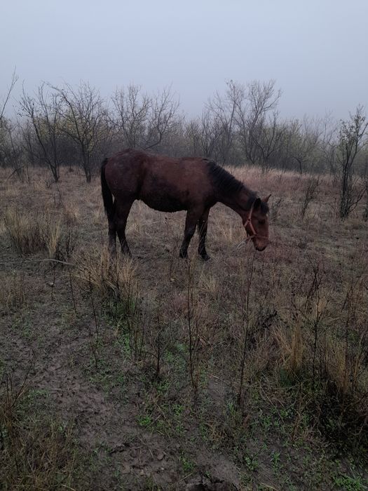 Mânz de vânzare are 7 lun mai multe detalii în privat