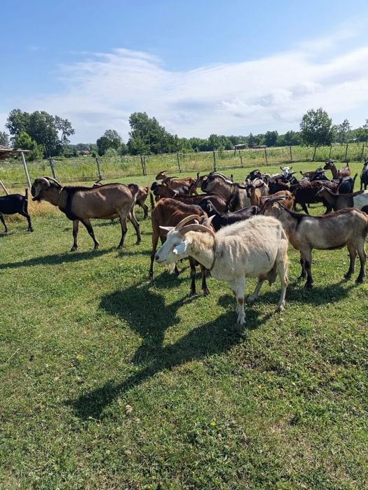 Dau la schimb 12 capre 8 iediti si un tap anglo original pe un tactor