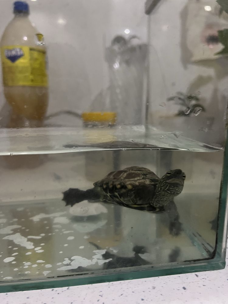 водна костенурка
