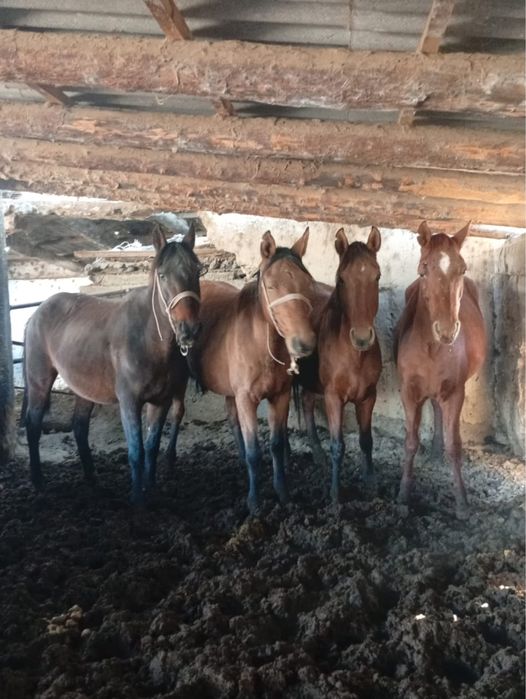 Биелер сатыладыы